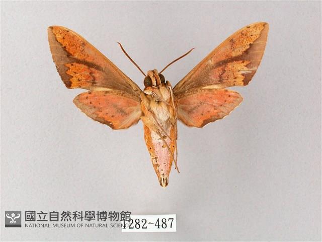 臺灣白肩天蛾藏品圖，第2張