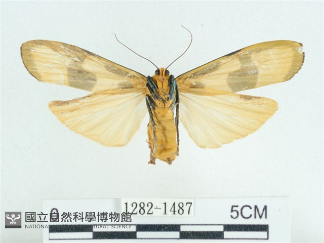 閃光苔蛾藏品圖，第2張