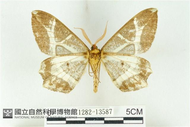 樹形尺蛾藏品圖，第2張