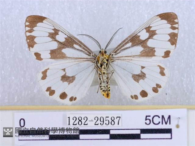 粉蝶燈蛾藏品圖，第2張