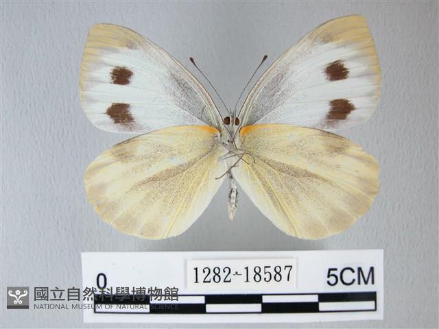 緣點白粉蝶藏品圖，第2張