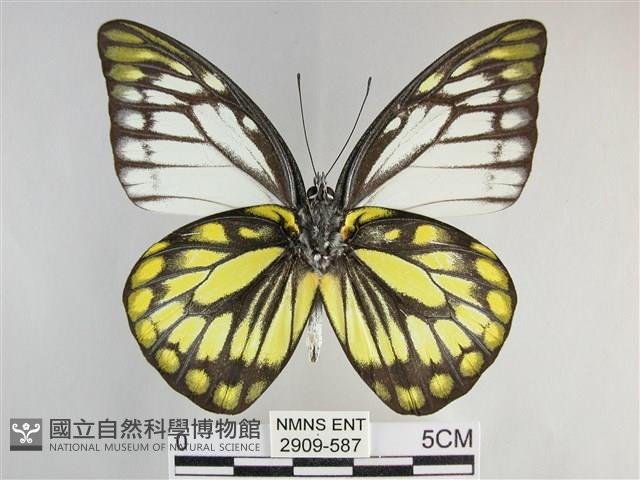 鋸粉蝶藏品圖，第2張