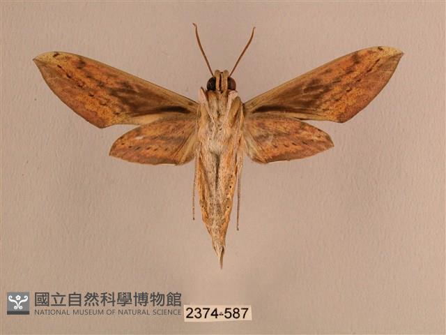 背線天蛾藏品圖，第2張