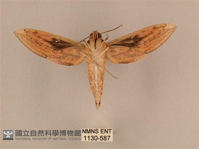 背線天蛾藏品圖，第2張