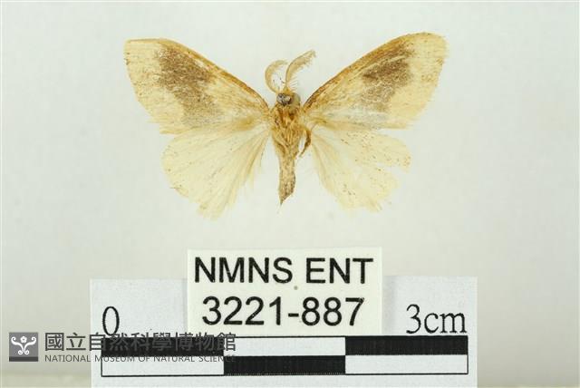 寬紋黃毒蛾藏品圖，第2張