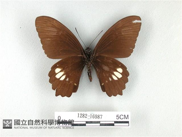 無尾白紋鳳蝶藏品圖，第2張