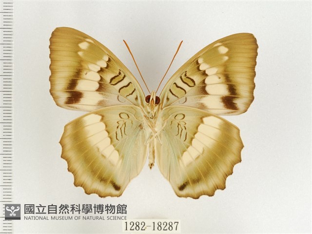 臺灣翠蛺蝶藏品圖，第2張