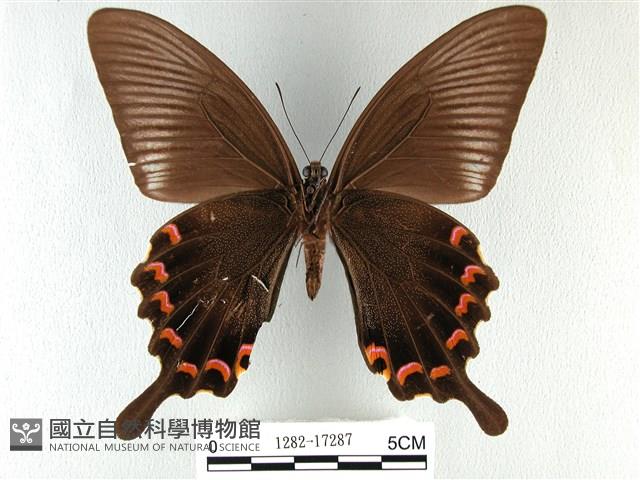 翠鳳蝶蘭嶼亞種藏品圖，第2張