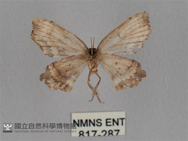 擬凹角鉤蛾藏品圖，第2張