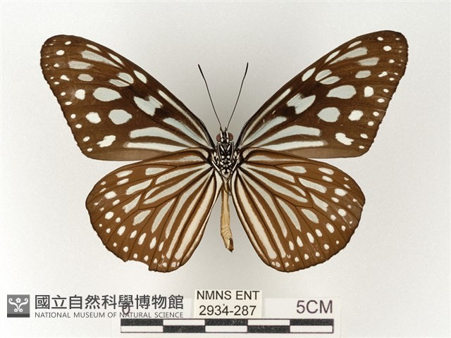 旖斑蝶藏品圖，第2張