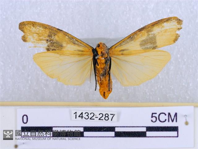 閃光苔蛾藏品圖，第2張