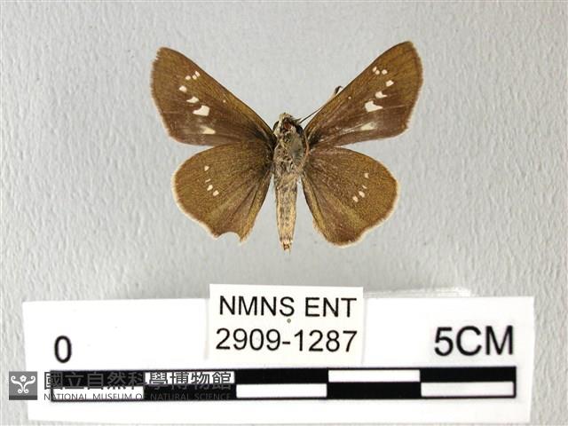 禾弄蝶藏品圖，第2張