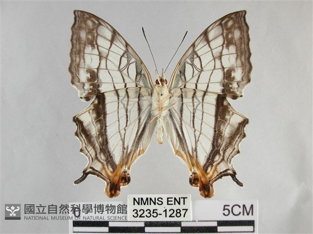 網絲蛺蝶、石牆蝶藏品圖，第2張