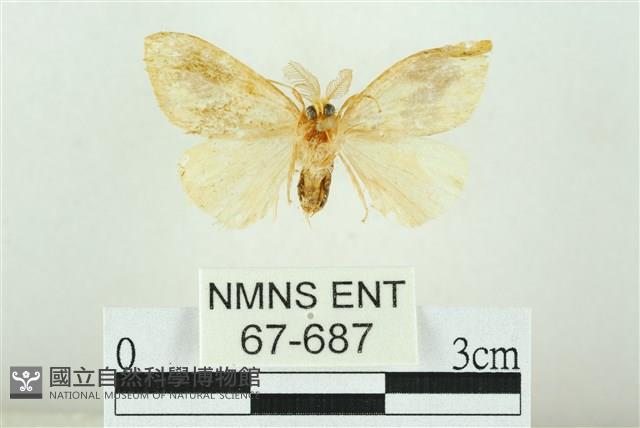 寬紋黃毒蛾藏品圖，第2張
