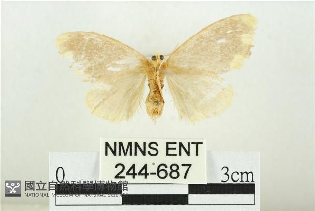 黑翅黃毒蛾藏品圖，第2張