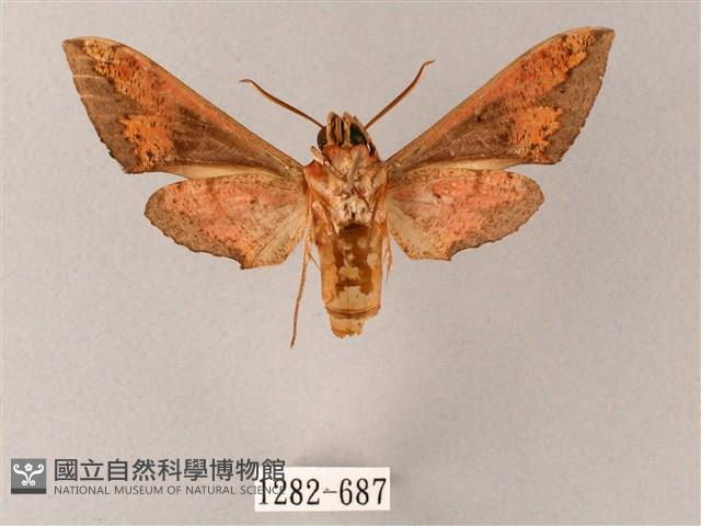 雙斑白肩天蛾藏品圖，第2張