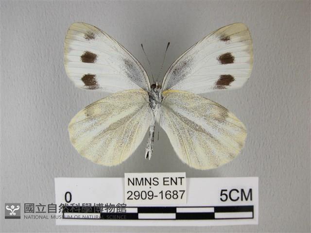 緣點白粉蝶藏品圖，第2張