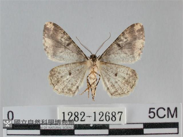 雙峰霜尺蛾藏品圖，第2張