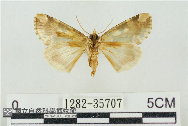 連珠波紋蛾藏品圖，第2張