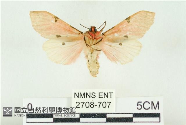 棍棒污燈蛾藏品圖，第2張