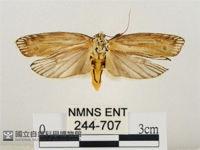 線紋篩蛾藏品圖，第2張