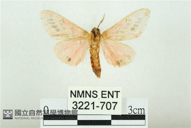 三條橙燈蛾藏品圖，第2張