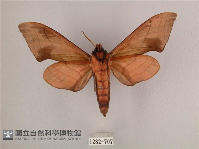 直翅六點天蛾藏品圖，第2張