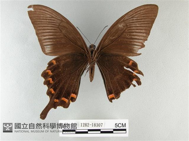 翠鳳蝶蘭嶼亞種藏品圖，第2張