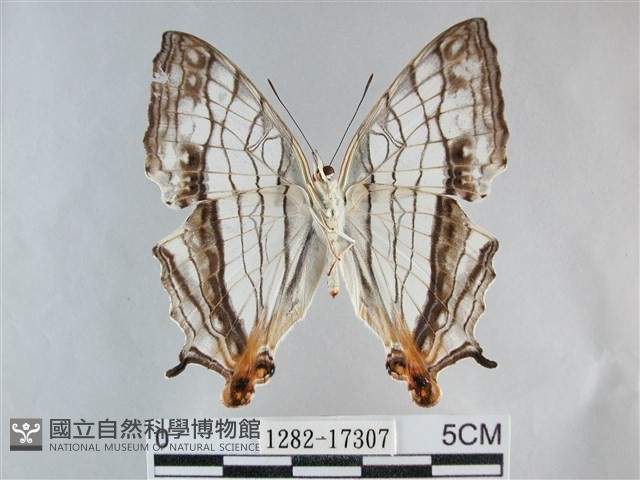 網絲蛺蝶、石牆蝶藏品圖，第2張