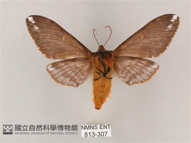 井上氏絨毛天蛾藏品圖，第2張