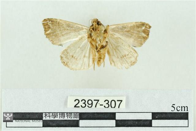 粉紅帶散紋夜蛾藏品圖，第2張