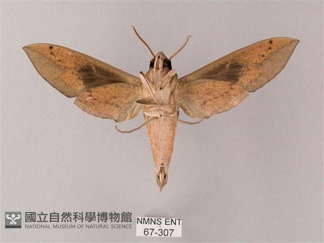 藏斜紋天蛾藏品圖，第2張