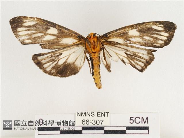 巨網燈蛾藏品圖，第2張