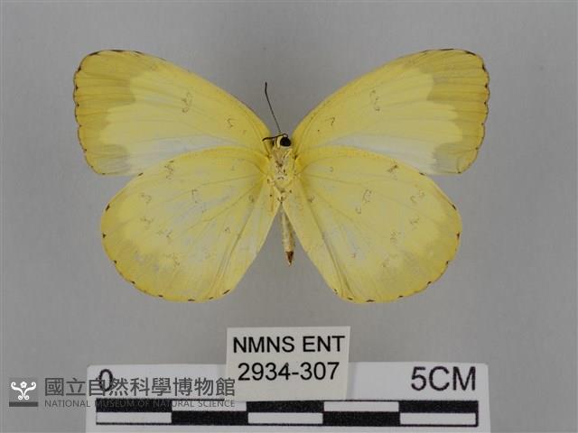 亮色黃蝶藏品圖，第2張