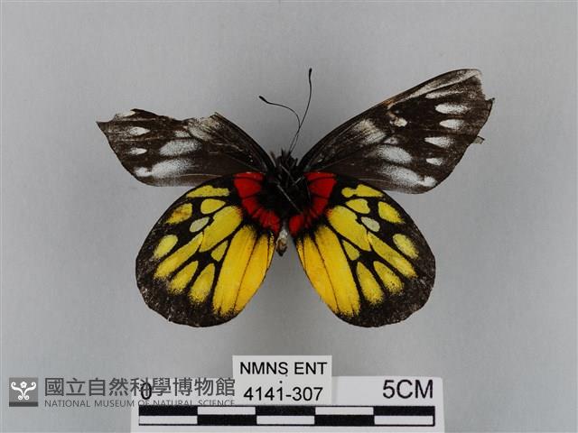 豔粉蝶藏品圖，第2張