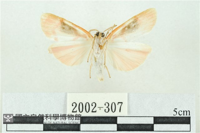 臺雪苔蛾藏品圖，第2張