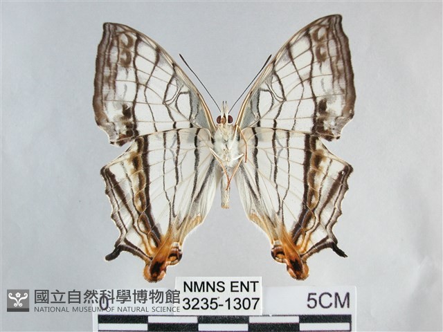 網絲蛺蝶、石牆蝶藏品圖，第2張