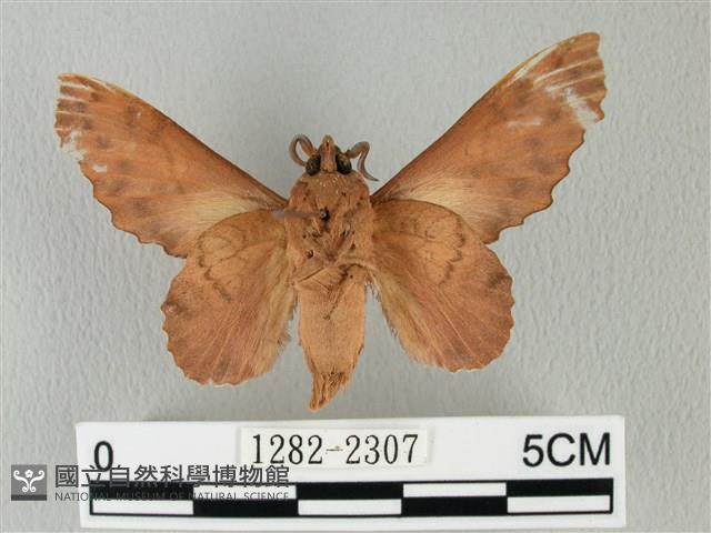 鋸緣枯葉蛾藏品圖，第2張
