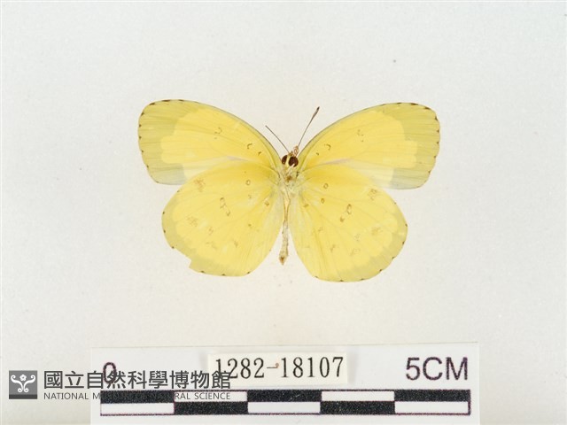 島嶼黃蝶、江崎黃蝶藏品圖，第2張
