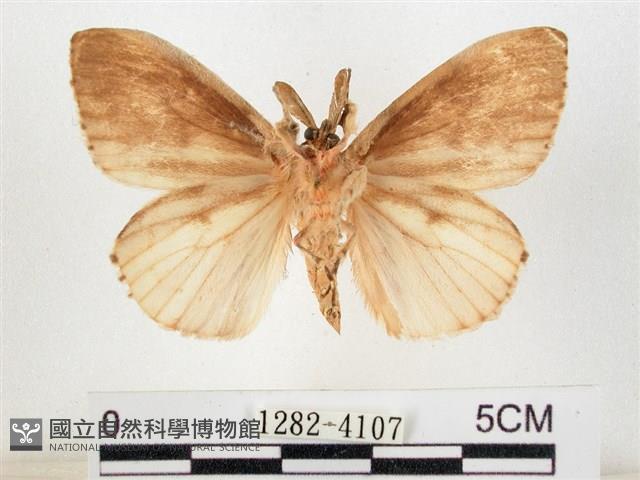 木毒蛾藏品圖，第2張