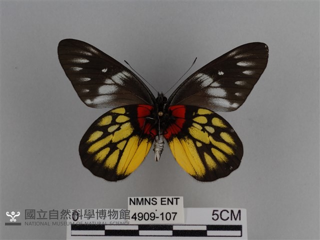 豔粉蝶藏品圖，第2張