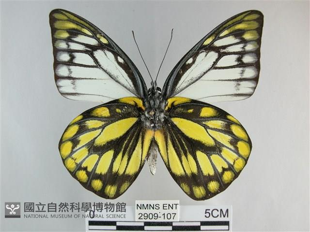 鋸粉蝶藏品圖，第2張