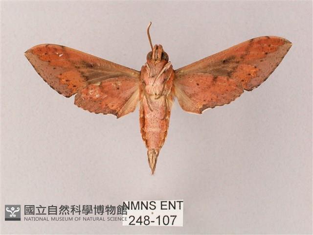 雙斑白肩天蛾藏品圖，第2張