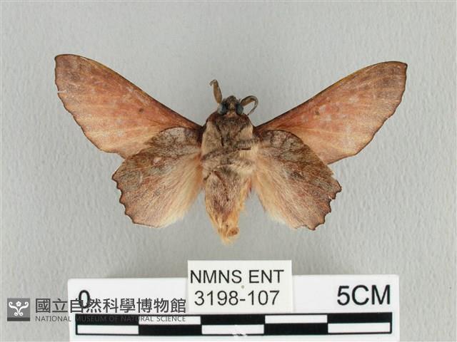 臺灣枯葉蛾藏品圖，第2張