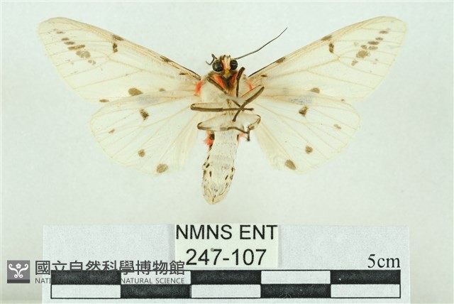 菊池污燈蛾藏品圖，第2張