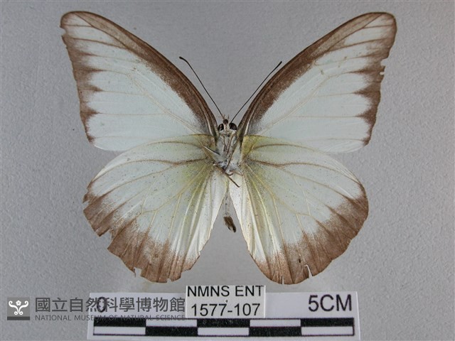 異色尖粉蝶藏品圖，第2張