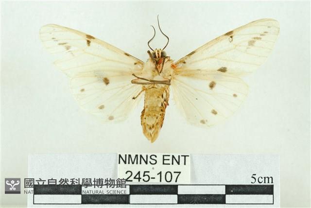 菊池污燈蛾藏品圖，第2張