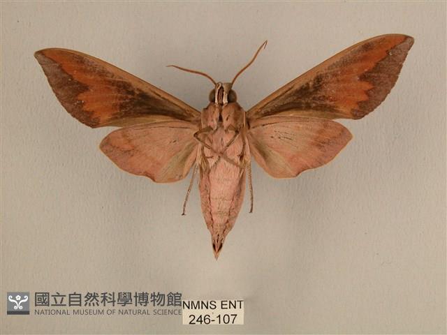 背中白天蛾藏品圖，第2張