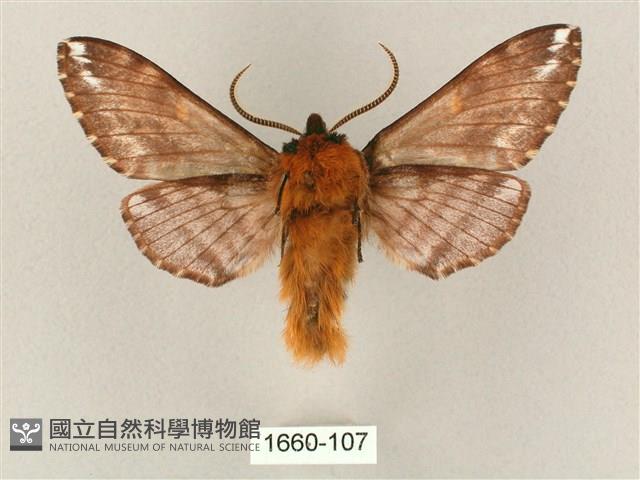 井上氏絨毛天蛾藏品圖，第2張