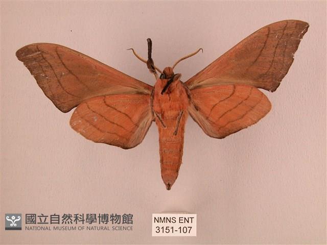 直翅六點天蛾藏品圖，第2張